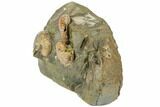 Fossil Ammonites (Jeletzkytes & Discoscaphites) - South Dakota #189344-3